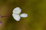 Sand ticktrefoil 